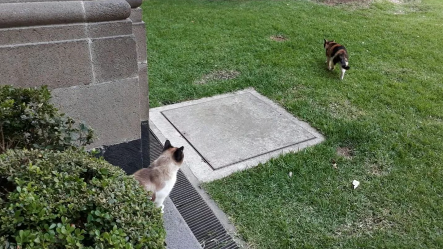 Los gatos de Palacio Nacional, viven a sus anchas. (X Carmen_Hern)